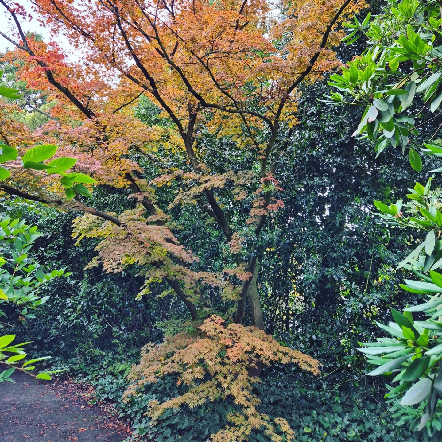 Acer shirasawanum Palmatifolium