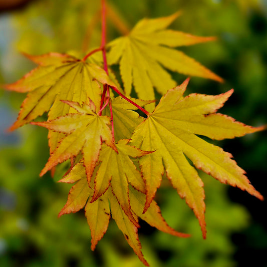 Acer shirasawanum Jordan