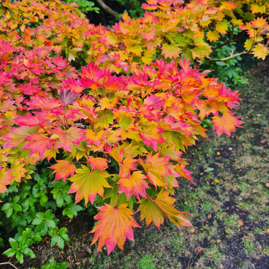 Acer shirasawanum Aureum