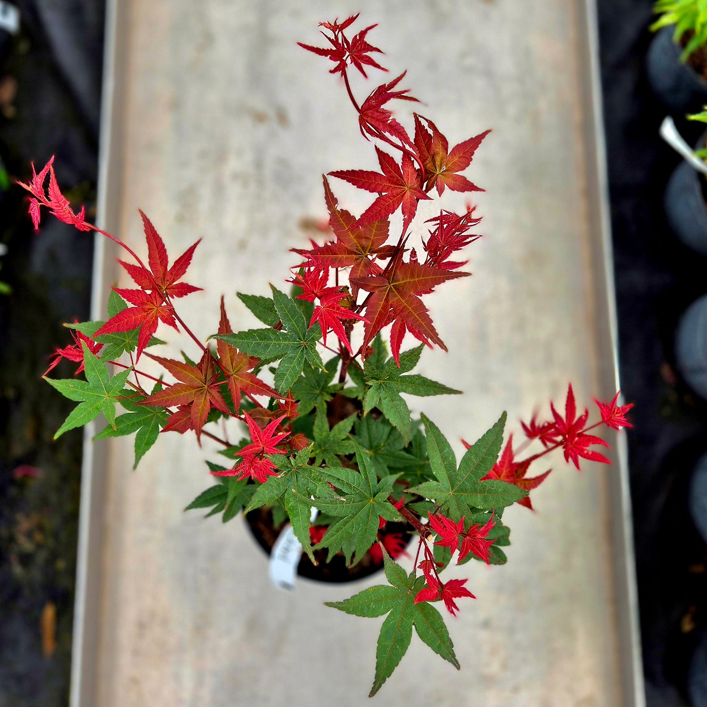 Acer palmatum Melanie