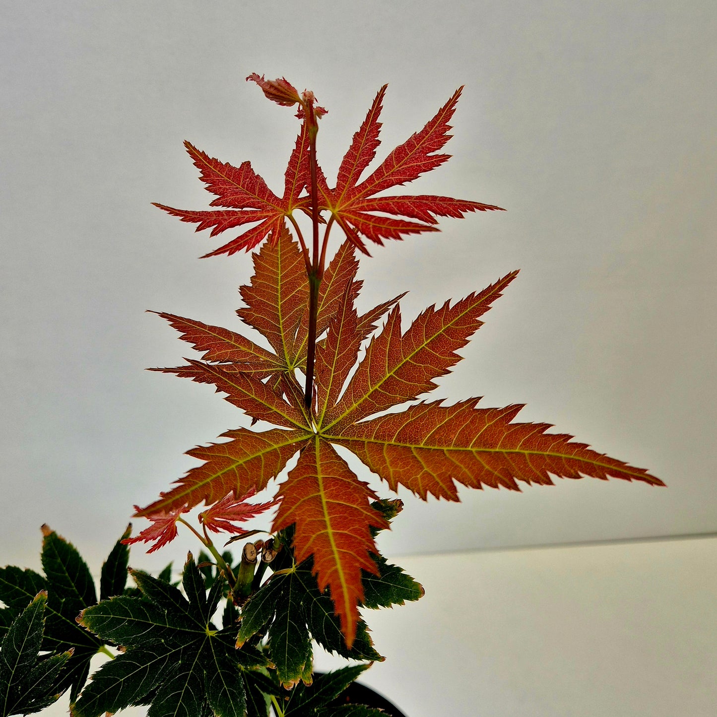 Acer shirasawanum Mirte