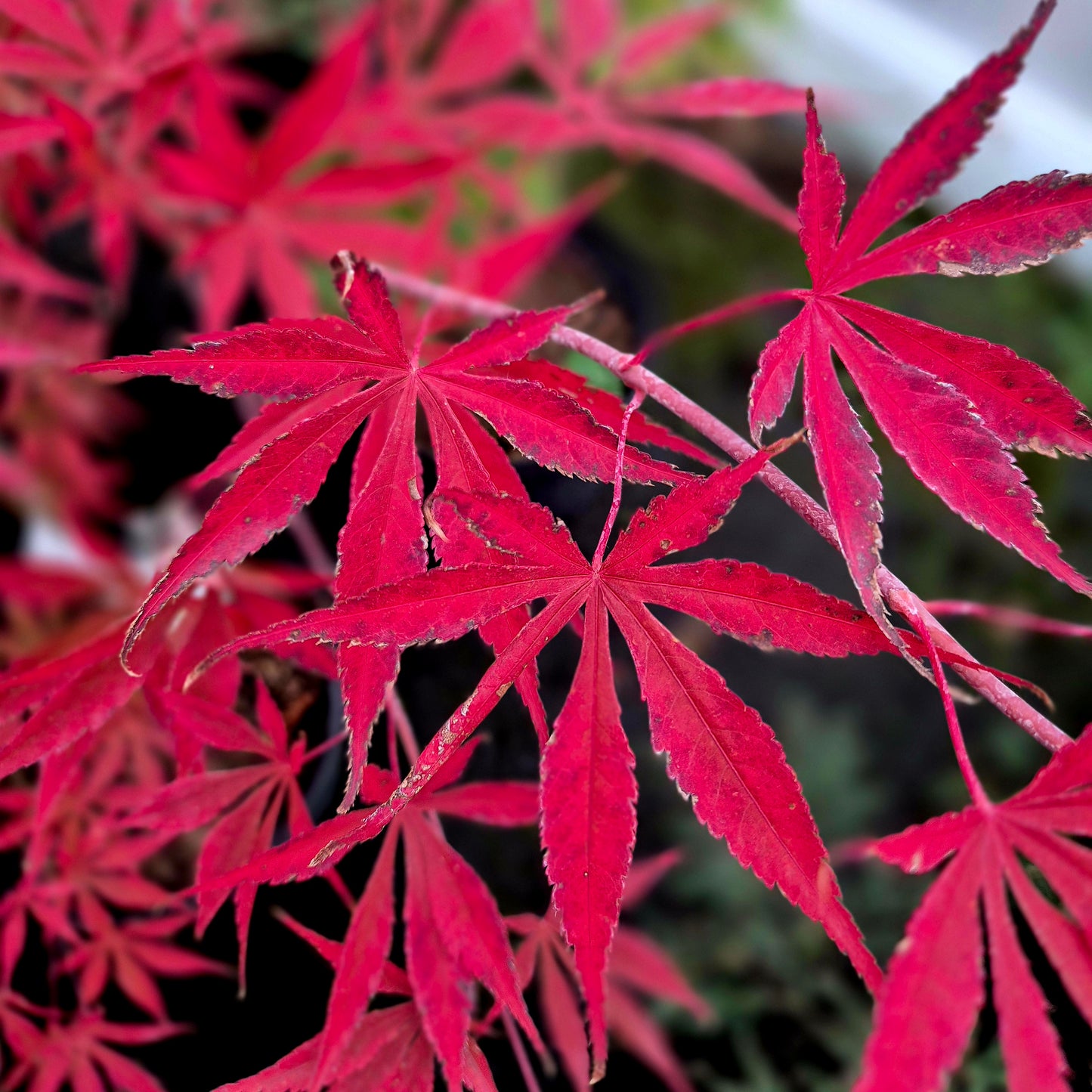 Acer palmatum Inazuma