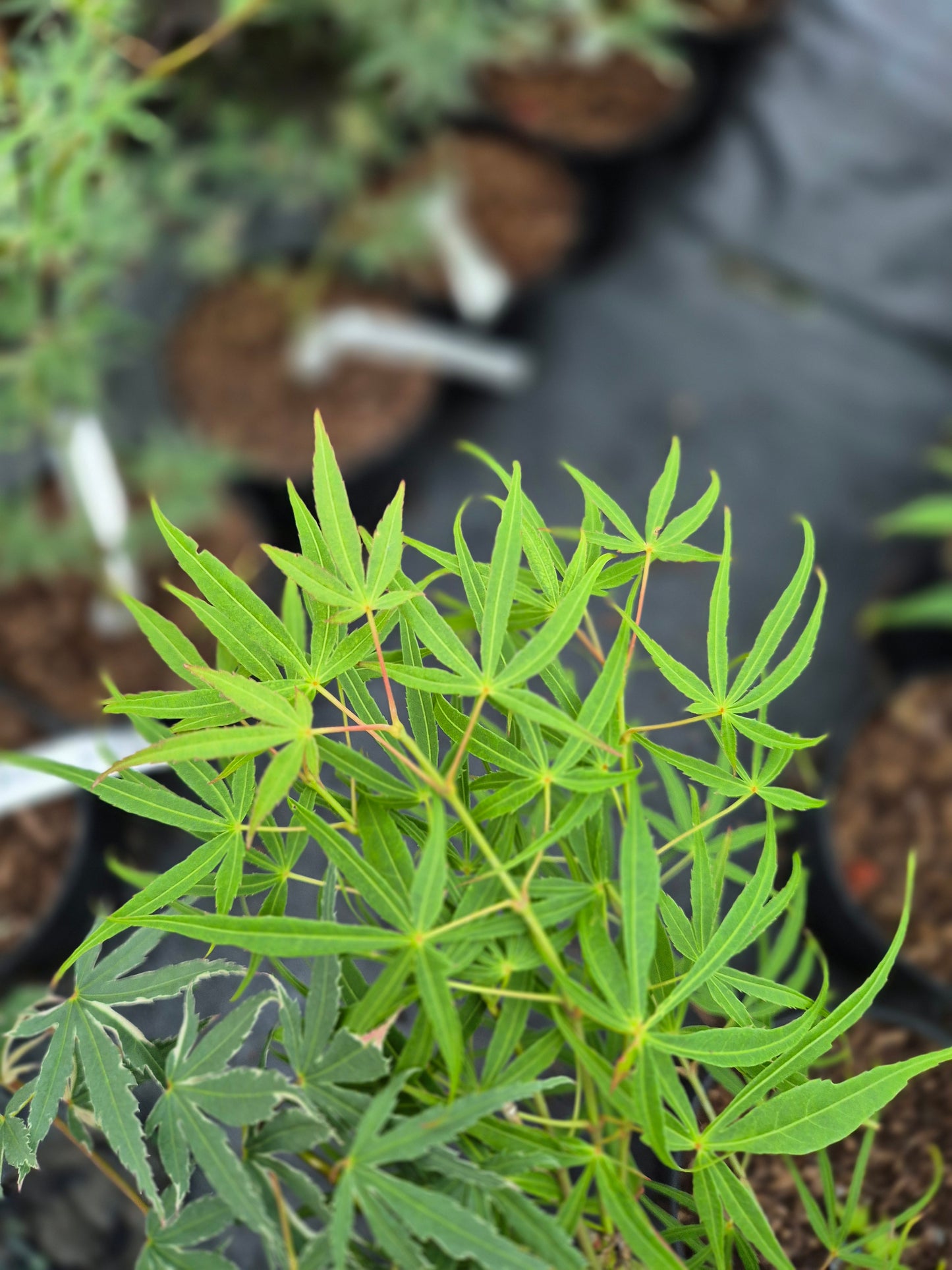 Acer palmatum Linearilobum