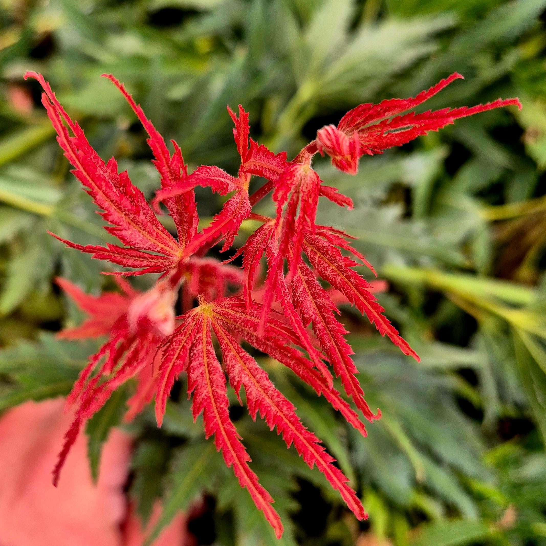 Acer palmatum Beni Sazanami – The Maple Nursery