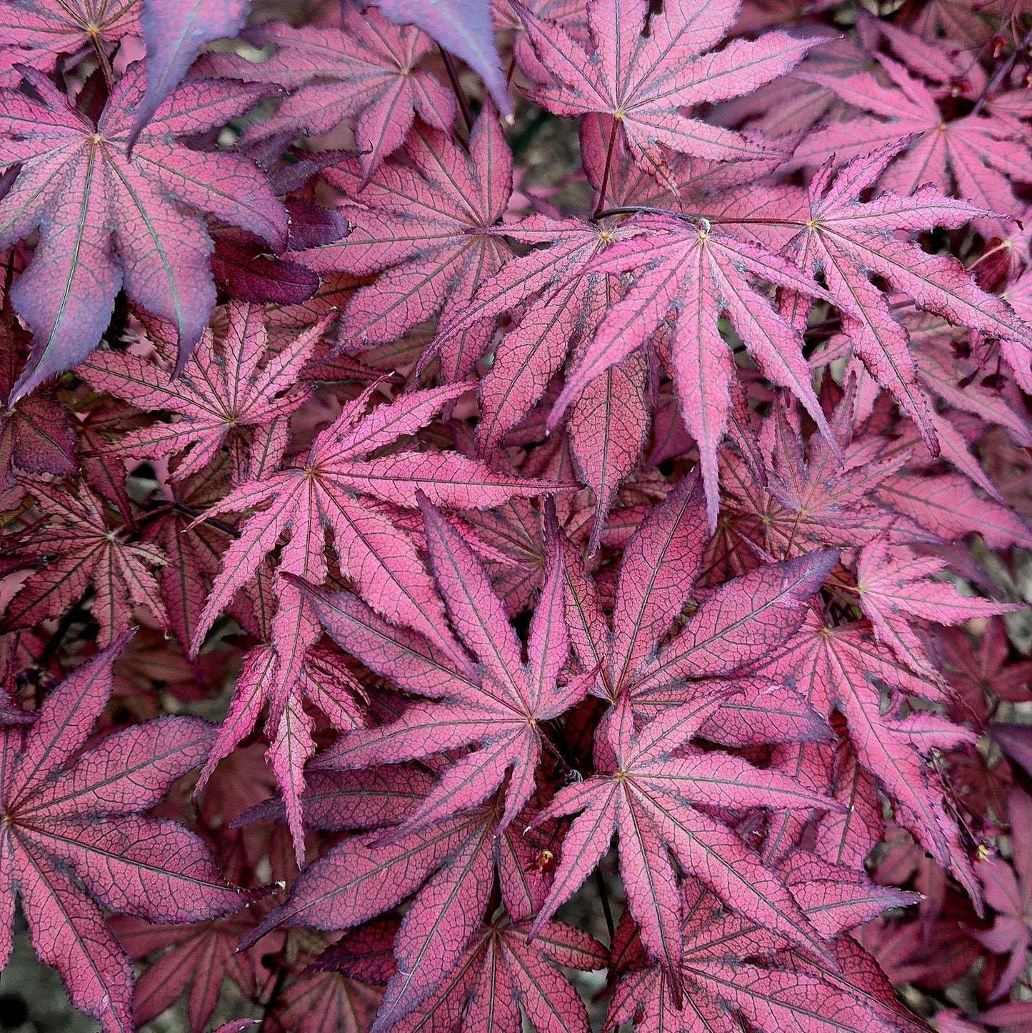 Acer palmatum Amagi Shigure