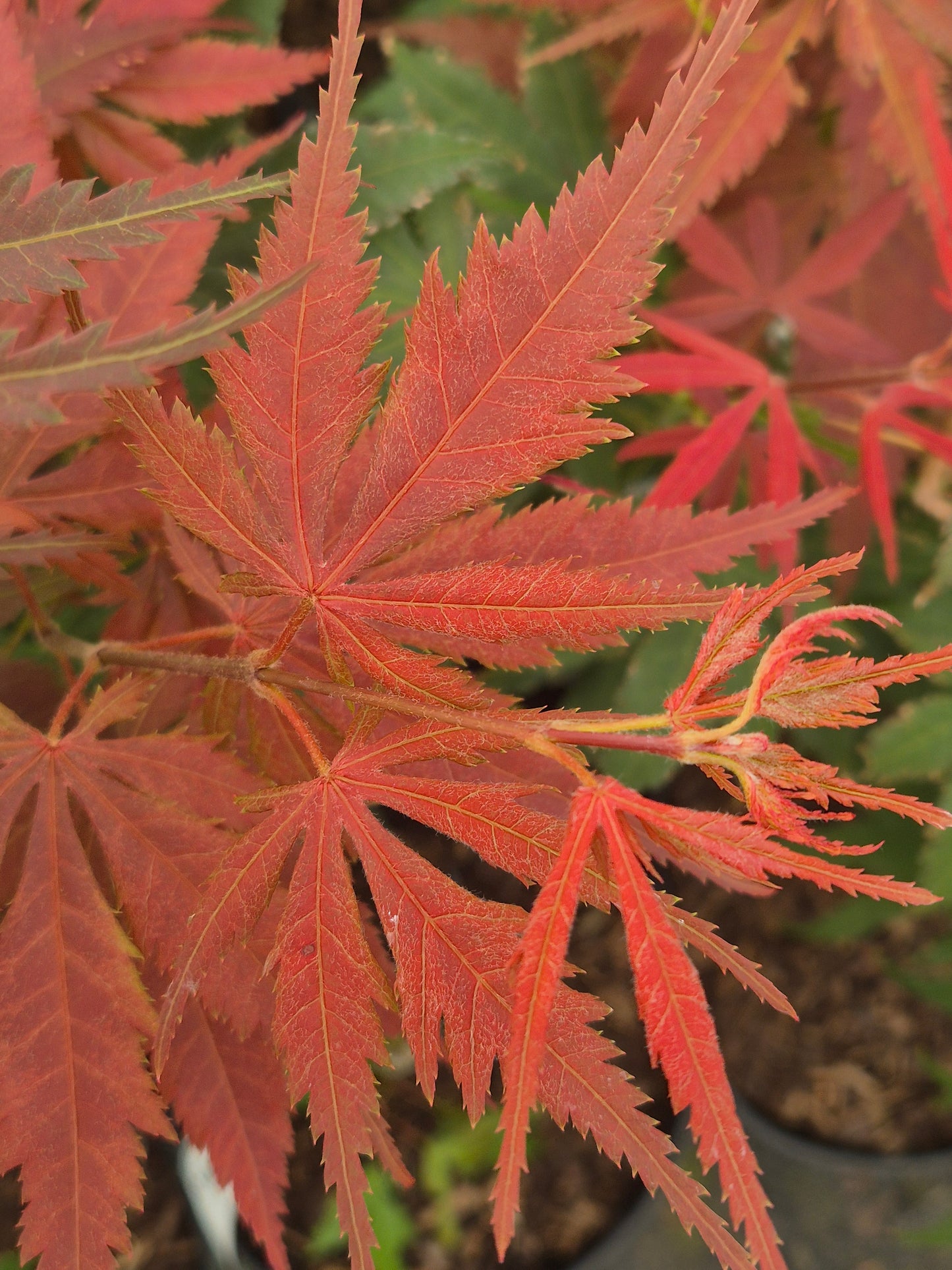 Acer palmatum Heguri