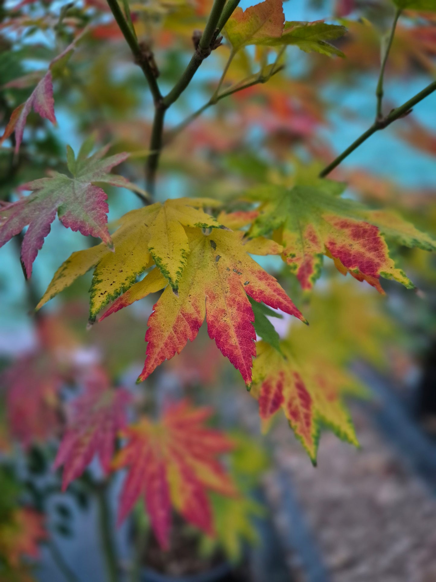 Acer shirasawanum Seyu