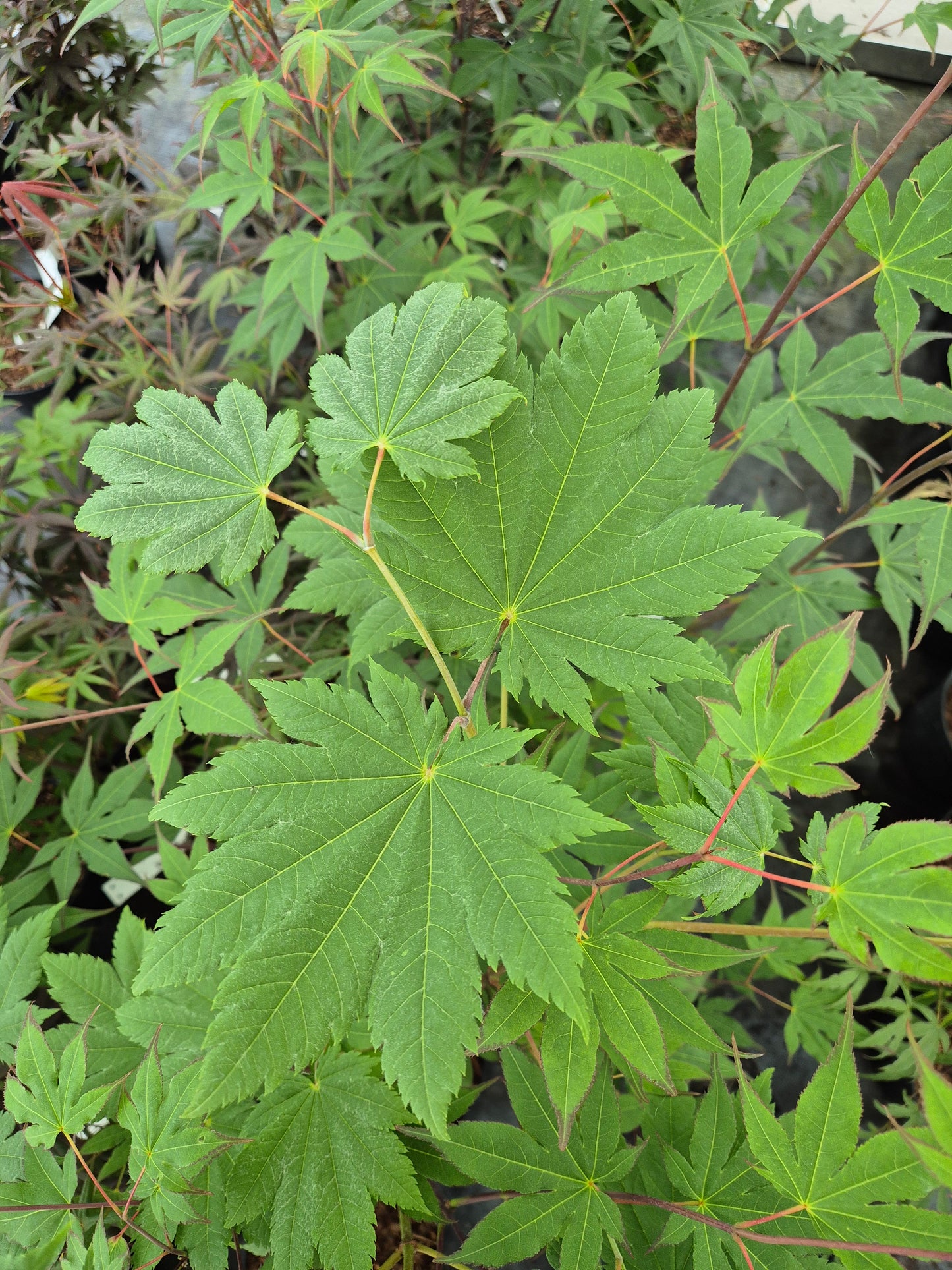 Acer japonicum Vitifolium