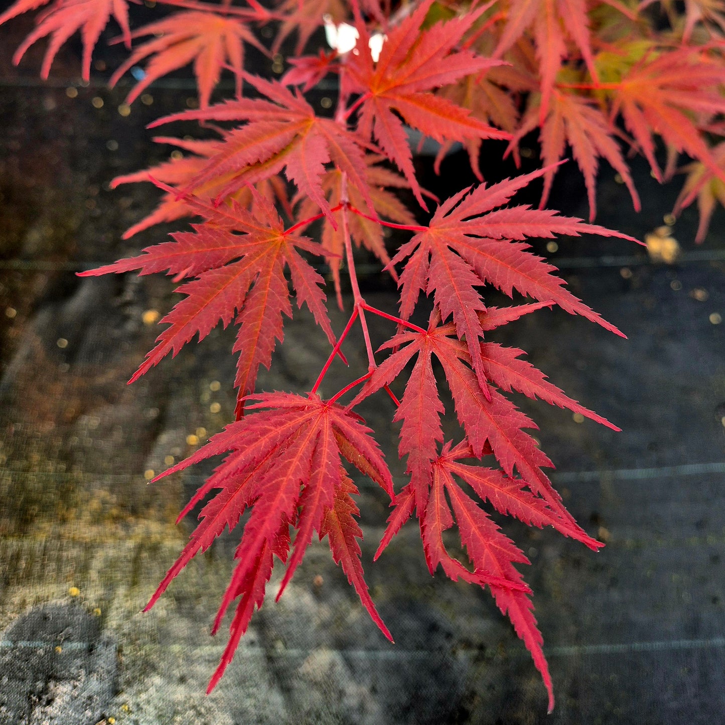 Acer palmatum Azuma Murasaki