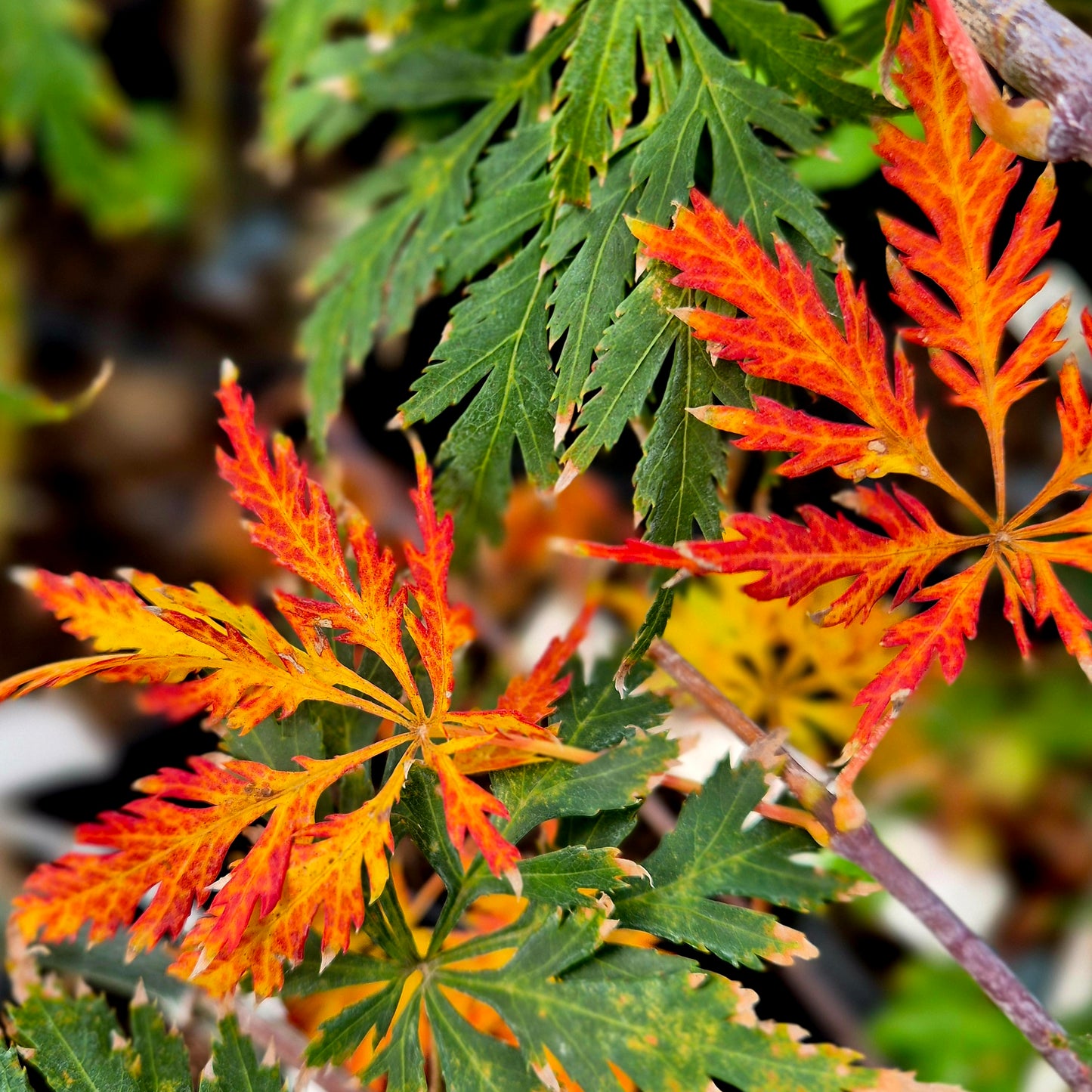 Acer japonicum Falling Flames