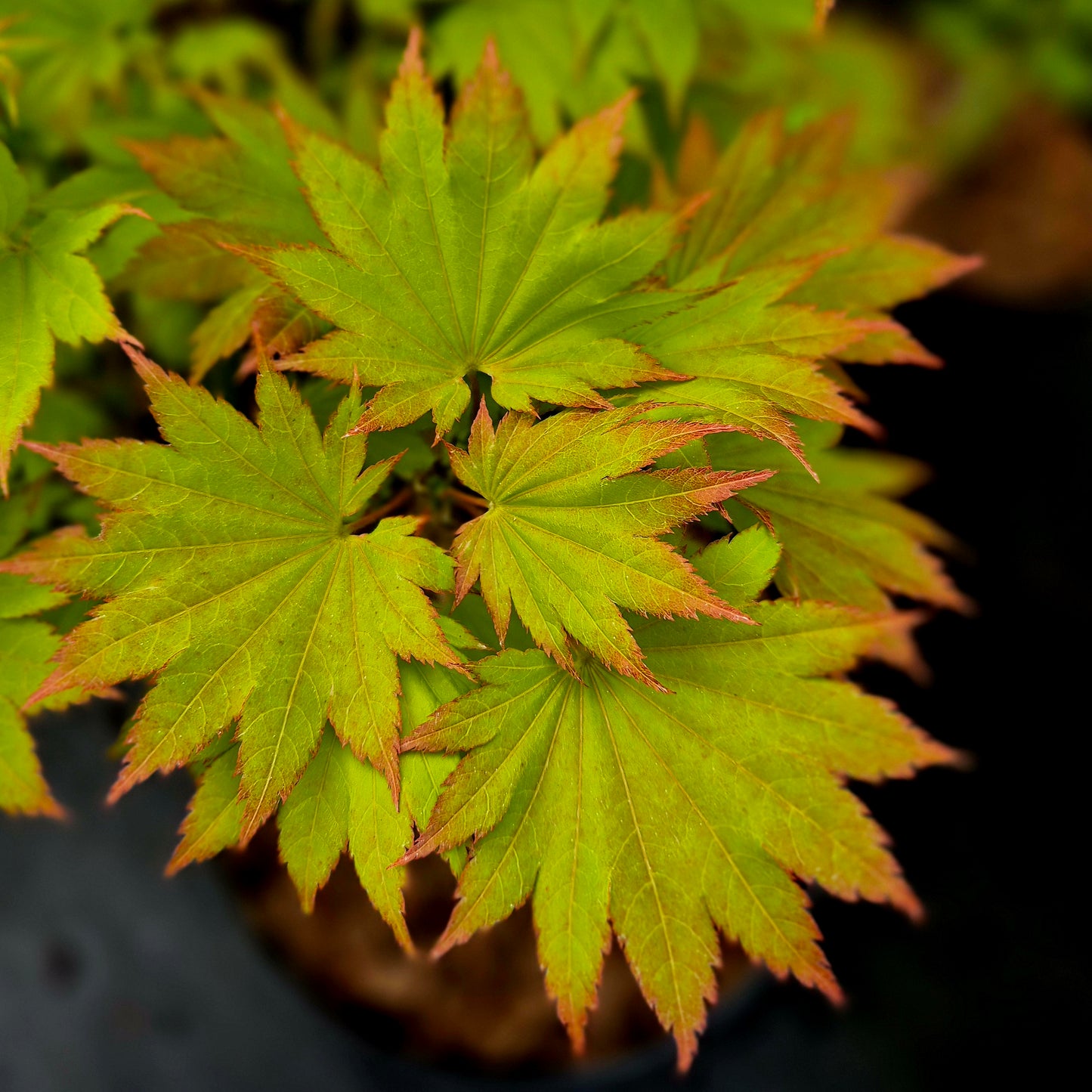 Acer shirasawanum Aureum