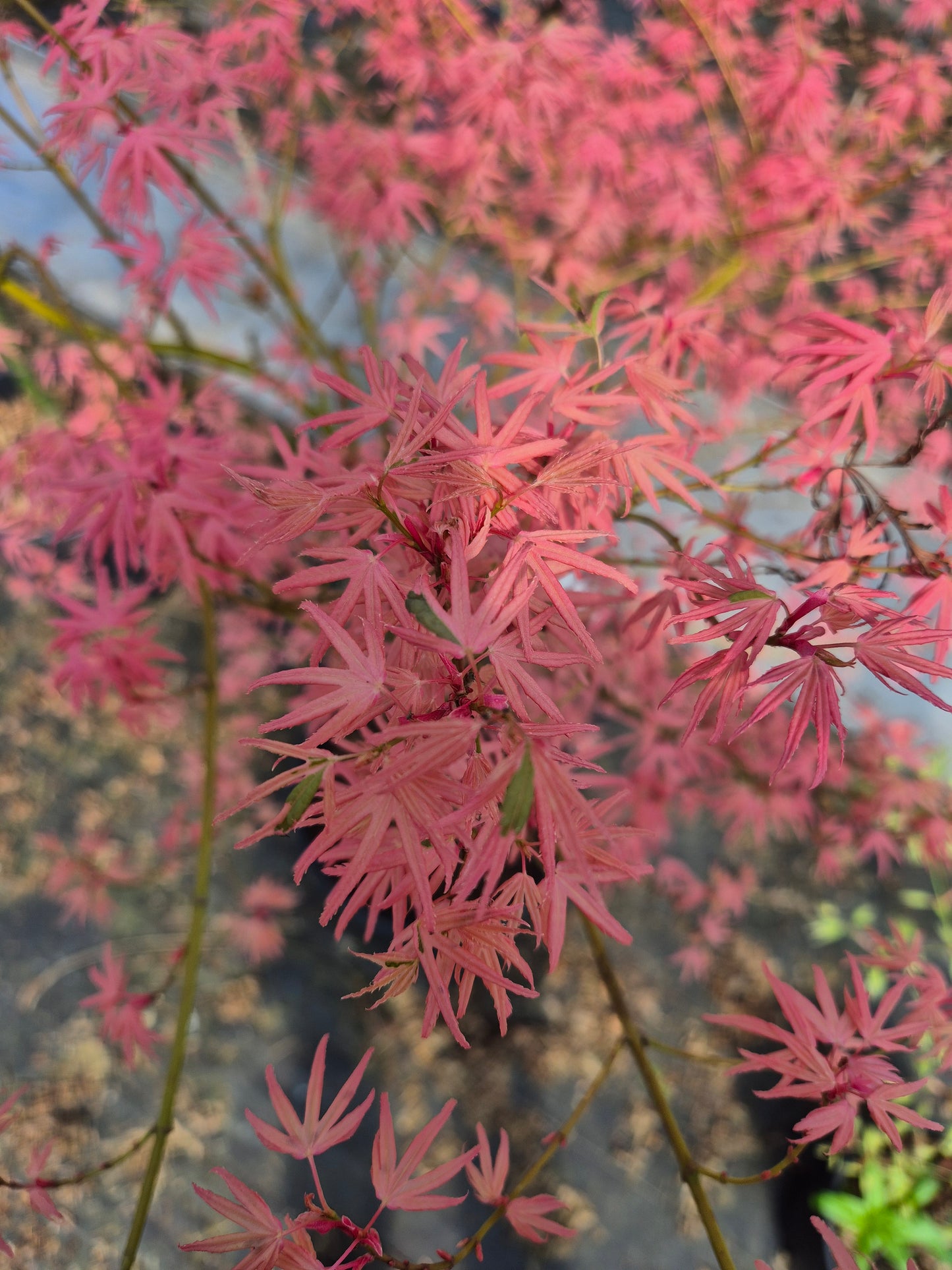 Acer palmatum Iyoshi