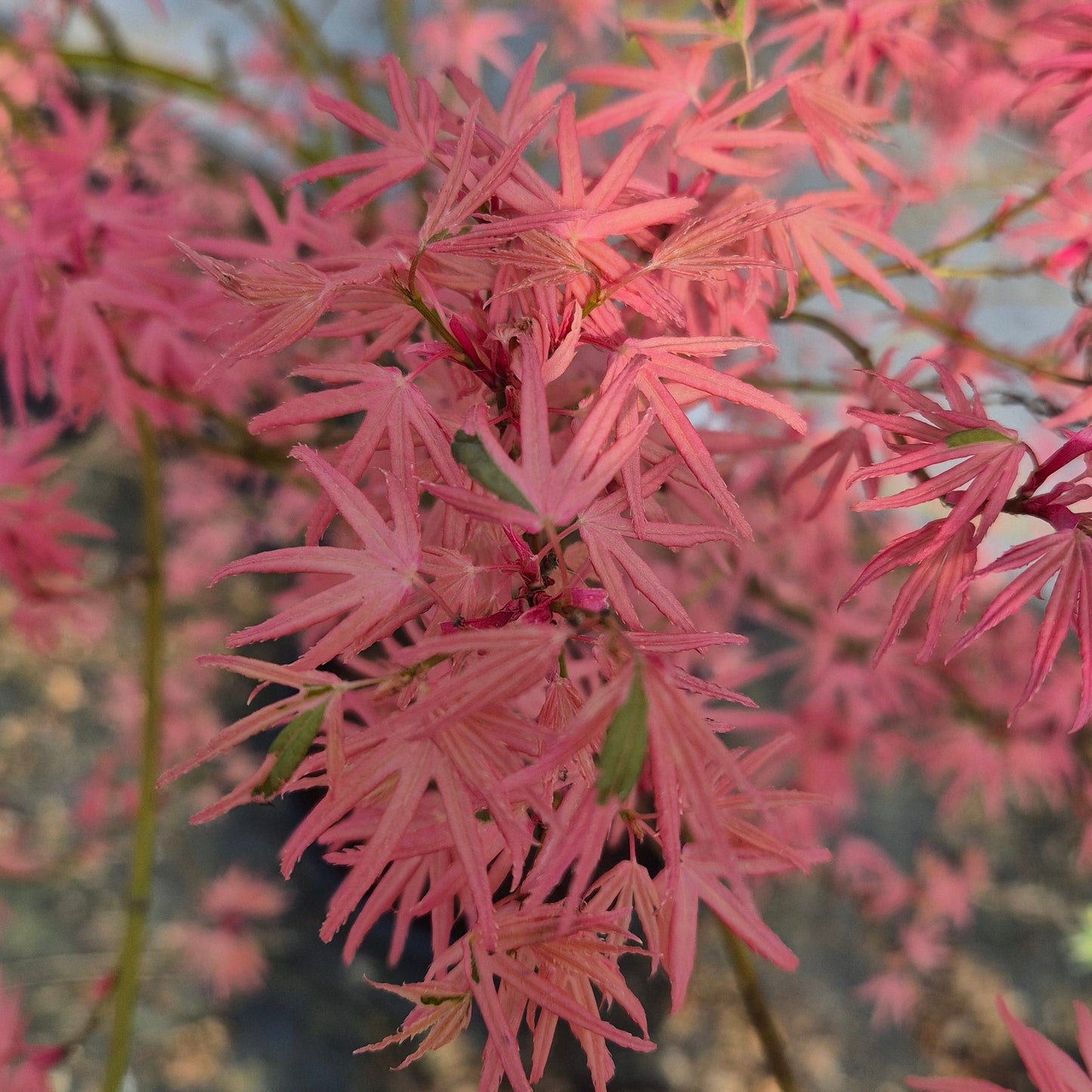 Acer palmatum Iyoshi