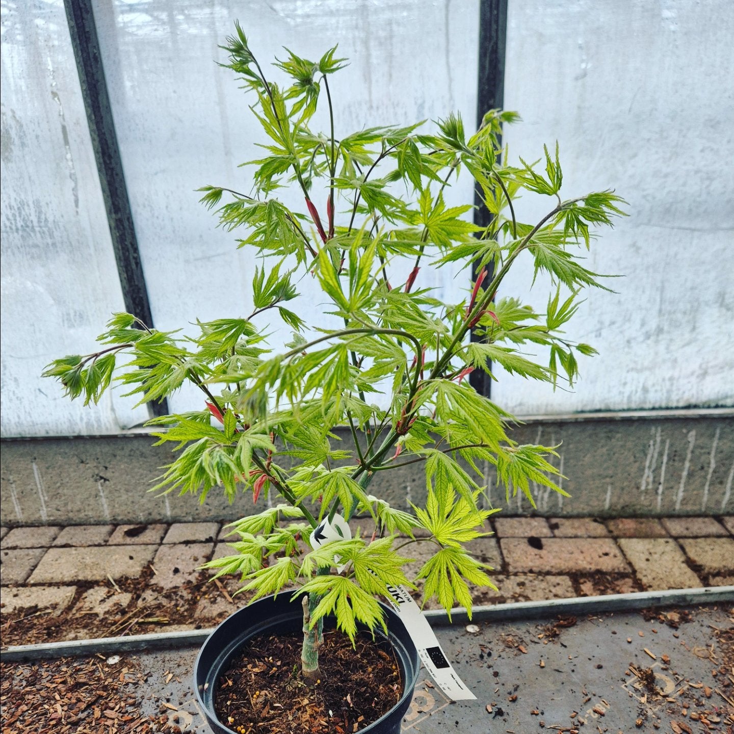 Acer palmatum Koyuki