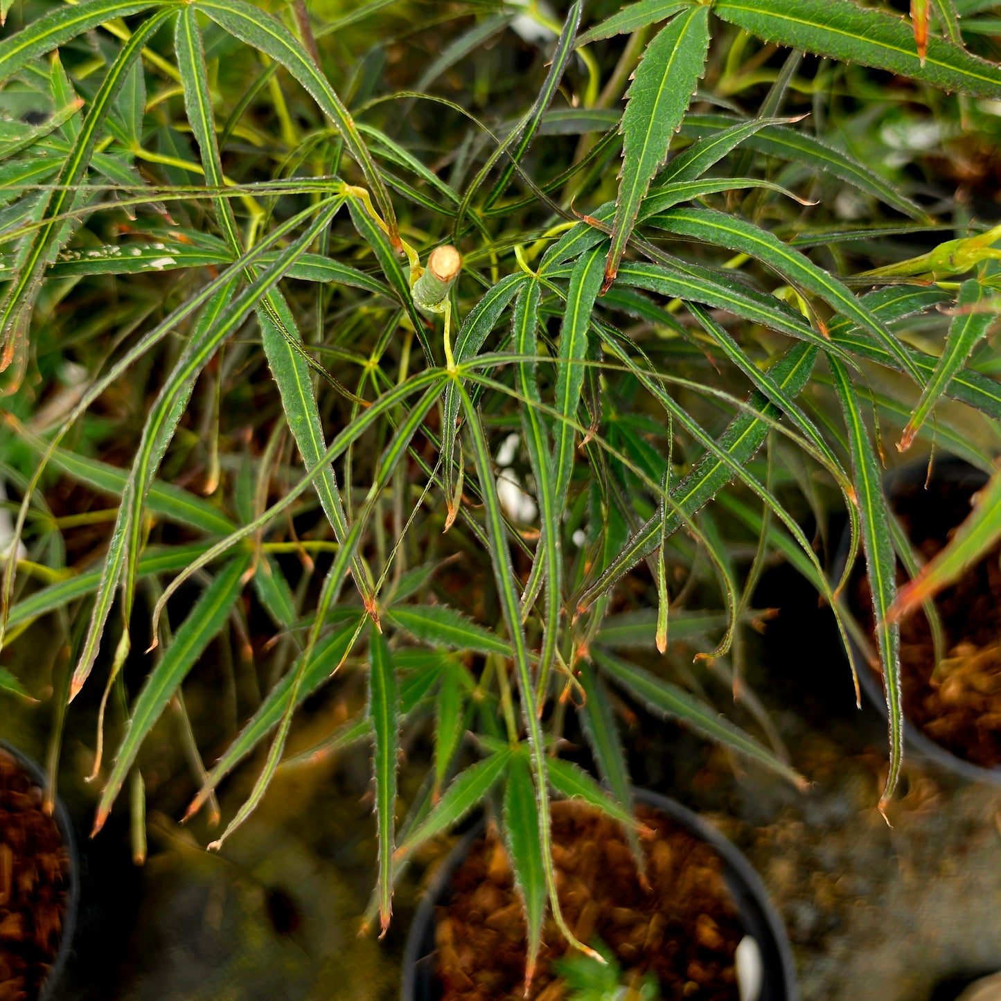 Acer palmatum Scolopendrifolium