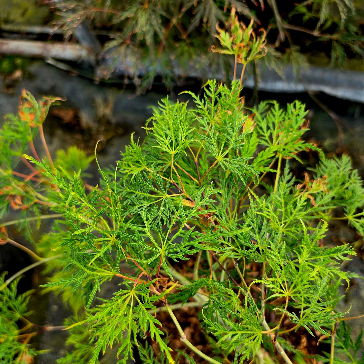 Acer palmatum Seki Mori