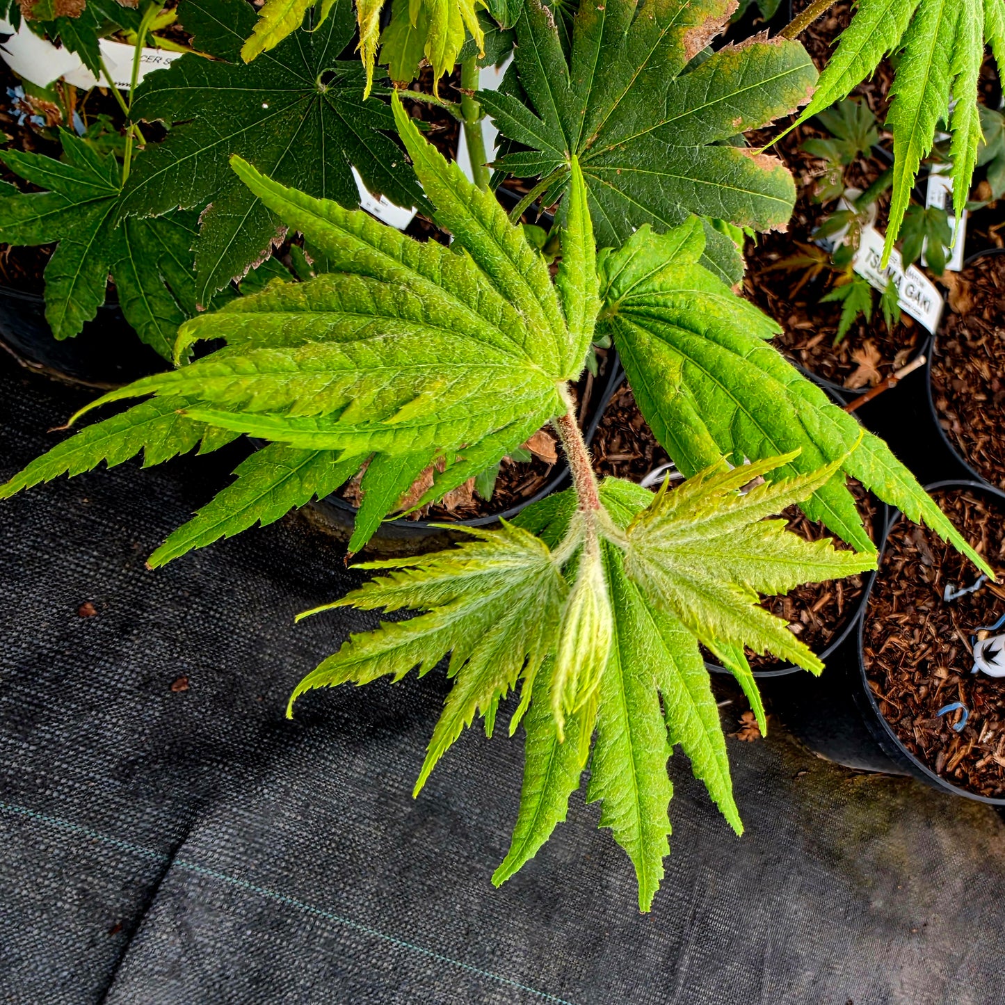 Acer shirasawanum Seyu