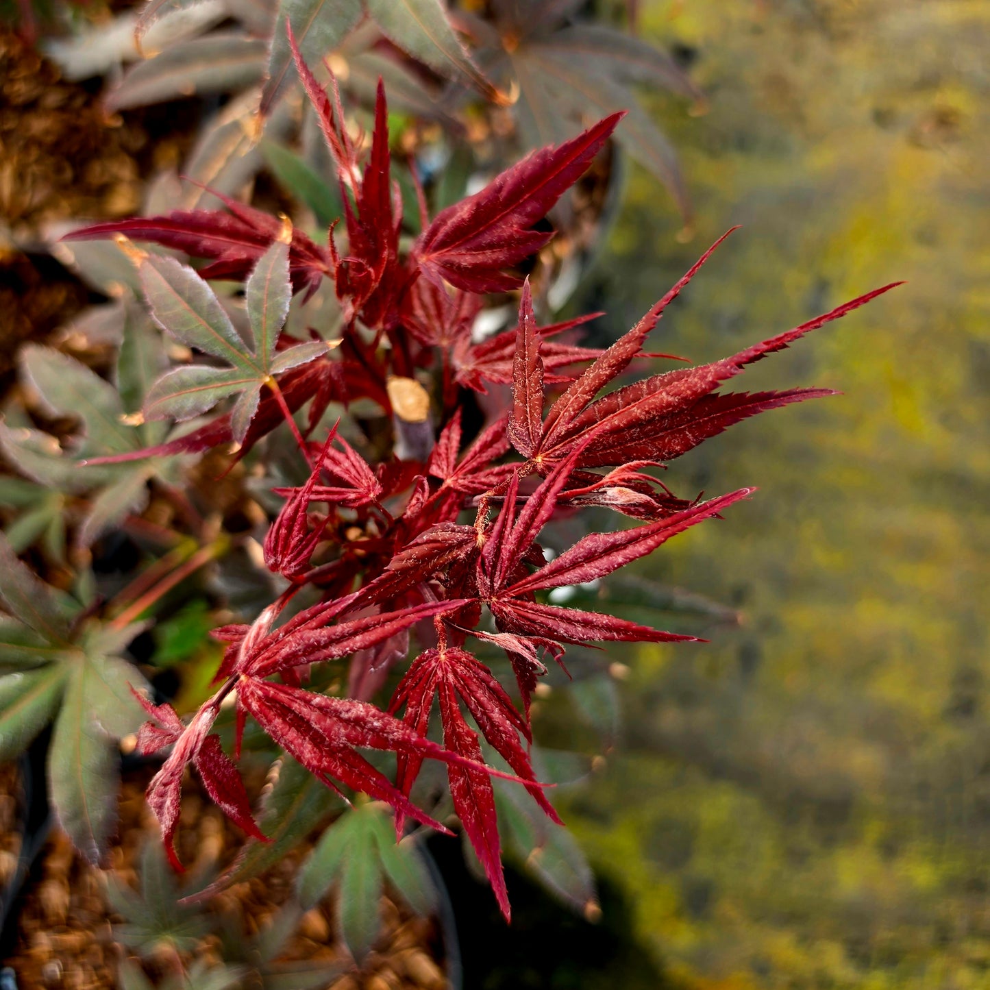 Acer palmatum Shojo Nomura