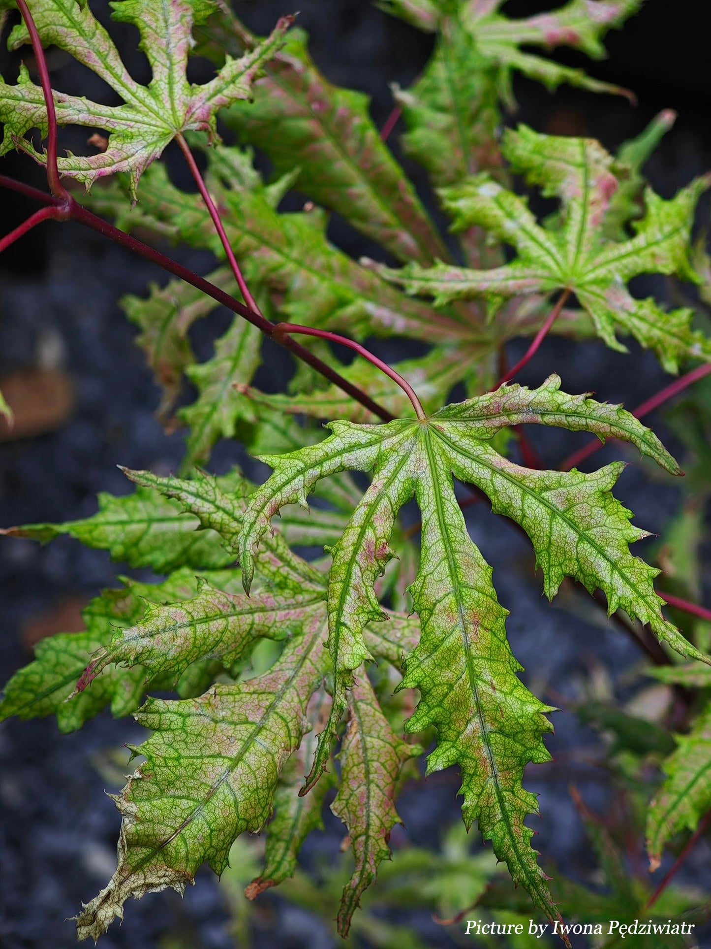 Acer palmatum Strawberry Spring