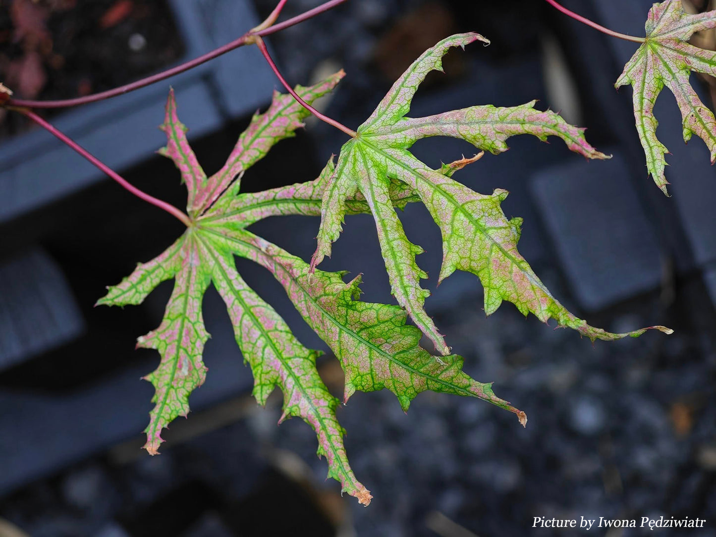 Acer palmatum Strawberry Spring