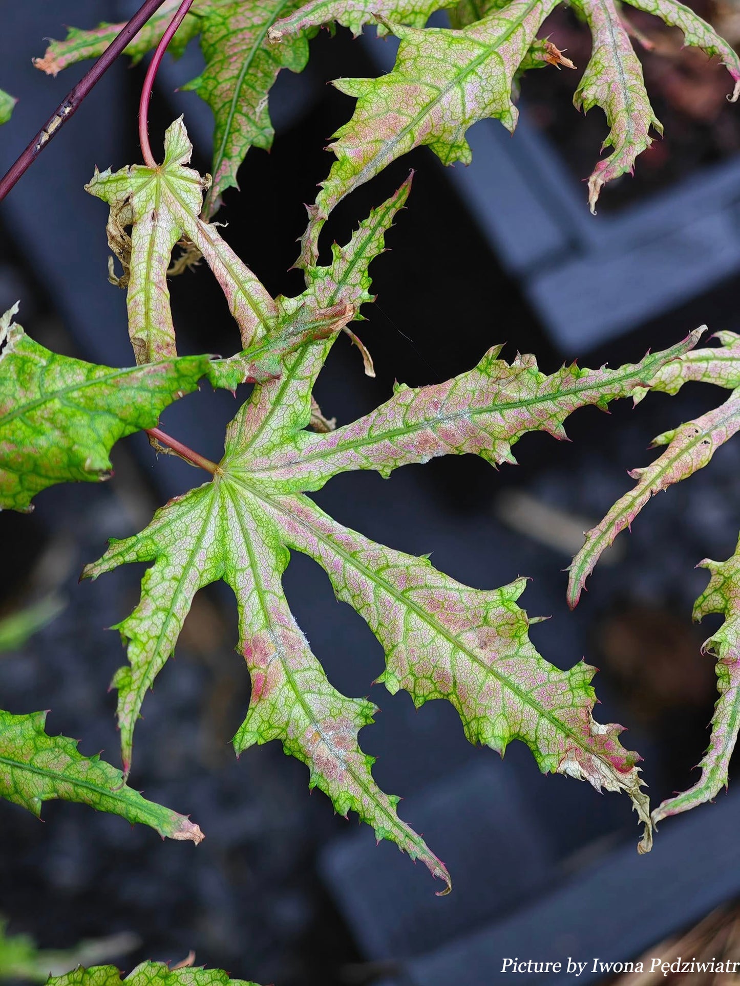 Acer palmatum Strawberry Spring