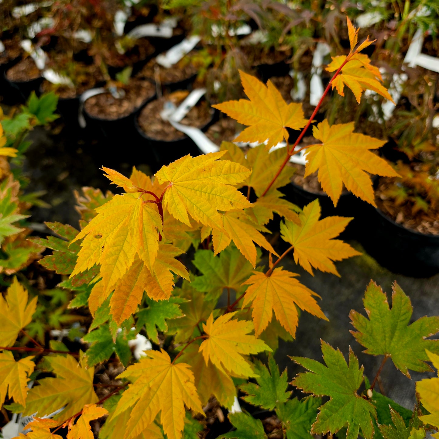 Acer circinatum Sunny Sister