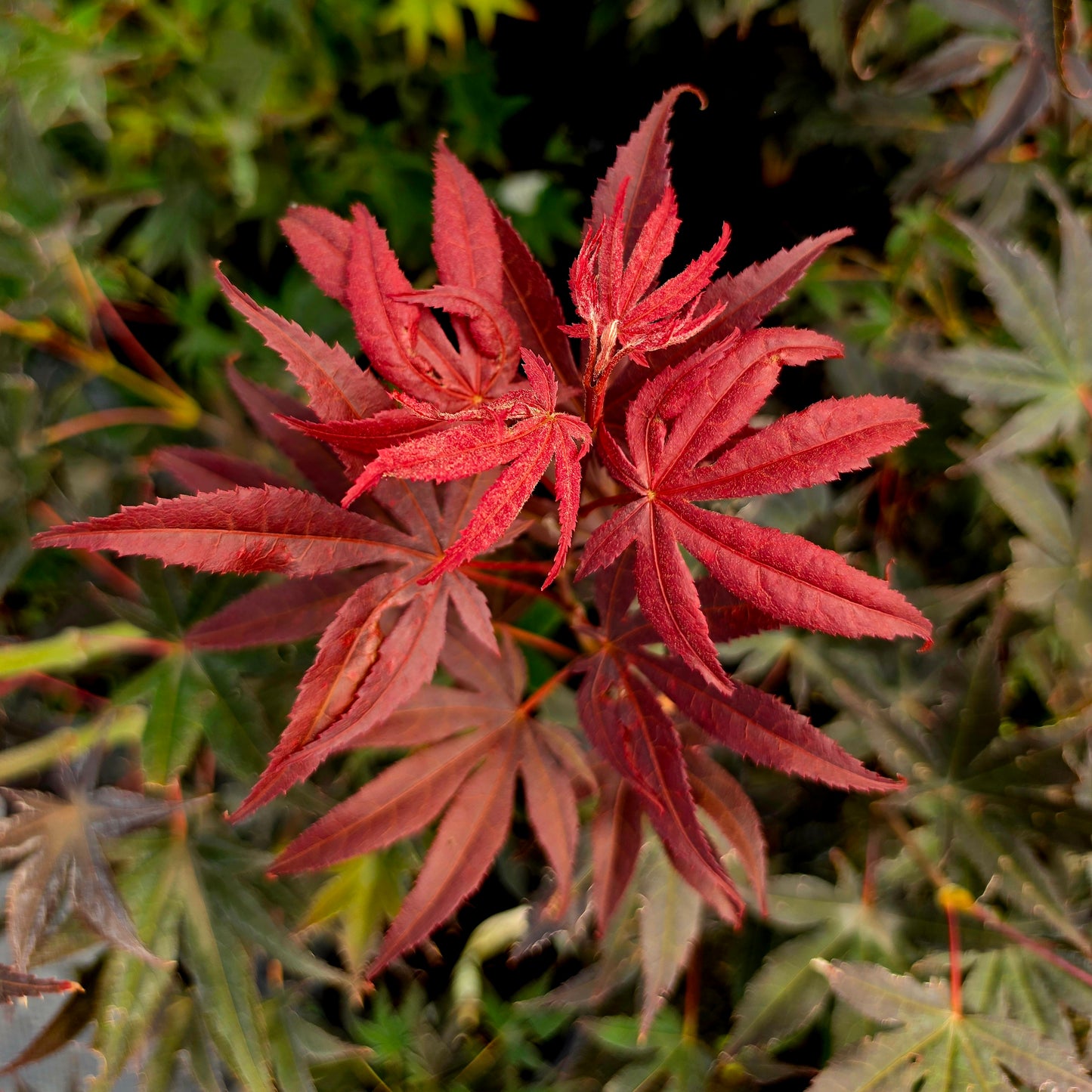 Acer palmatum The Bishop
