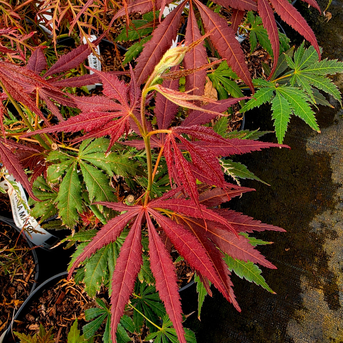 Acer palmatum Yama No Suso