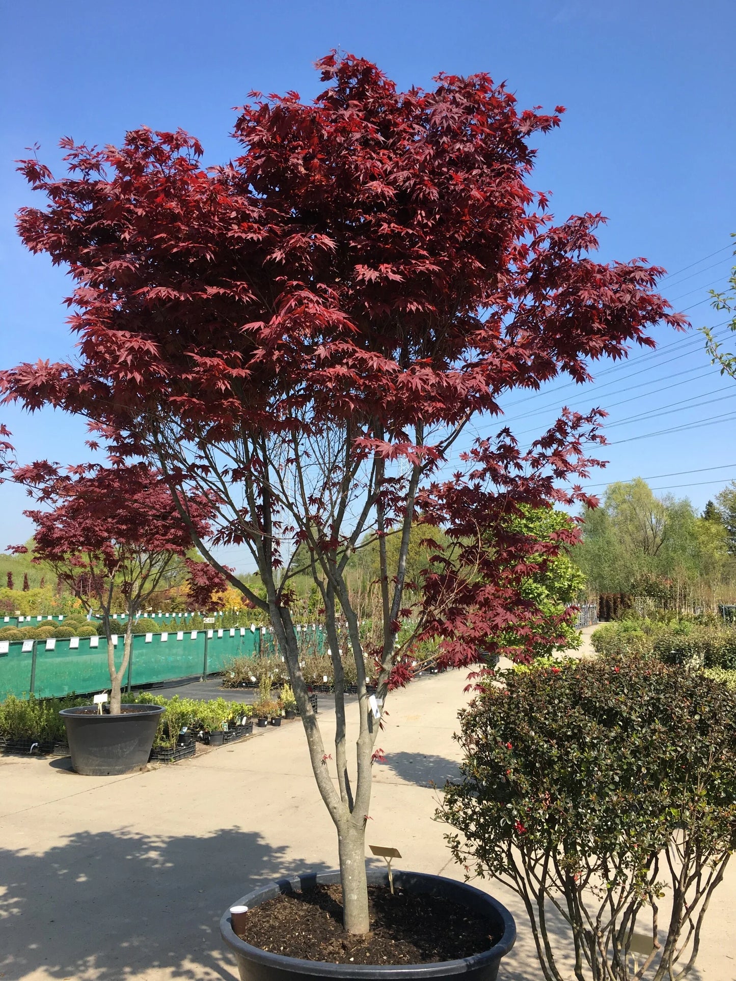 Acer palmatum Emperor 1 (Red Emperor)