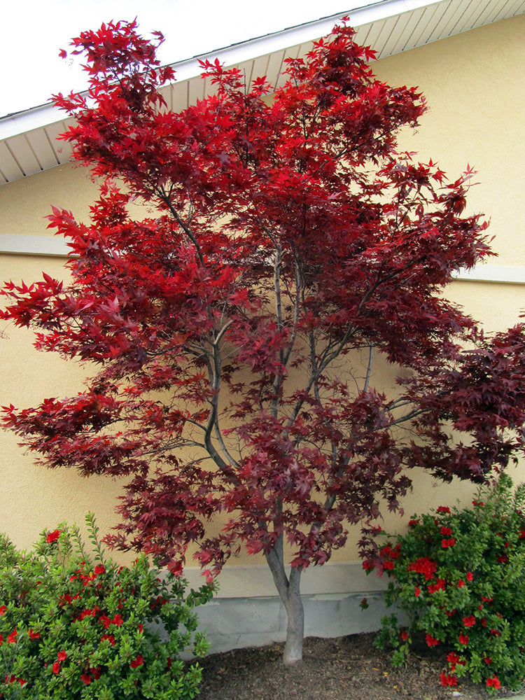 Acer palmatum Emperor 1 (Red Emperor)