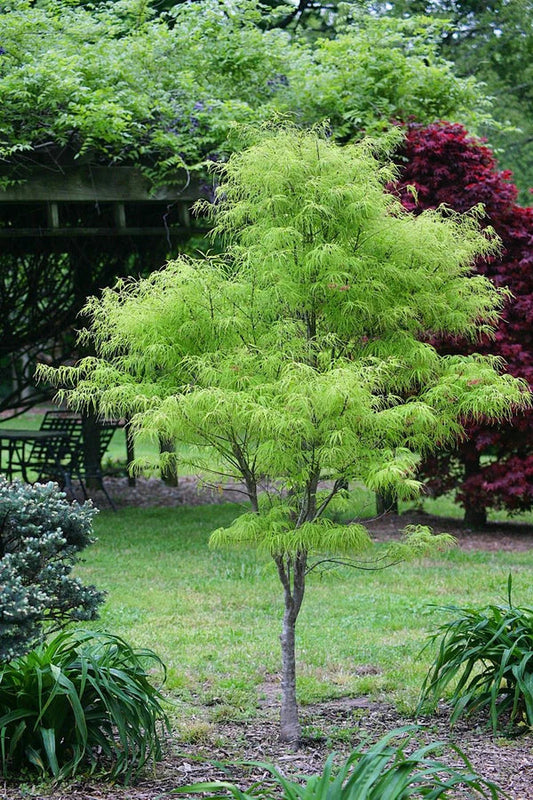 Acer palmatum Koto-No-Ito