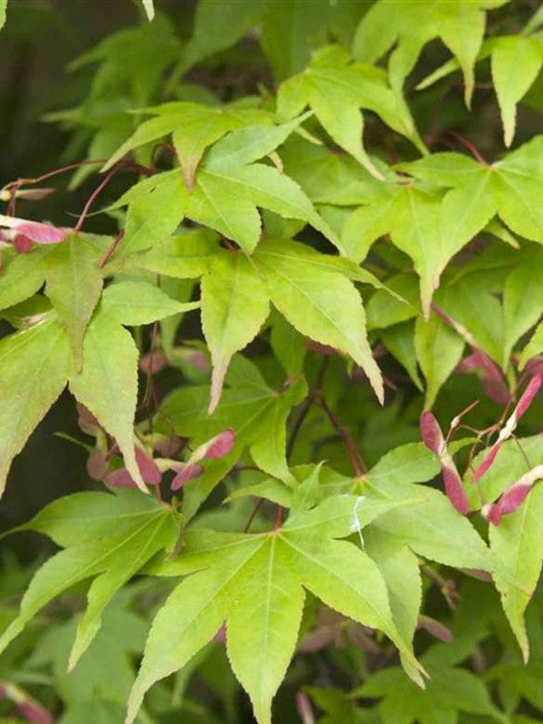 Acer palmatum Osakazuki