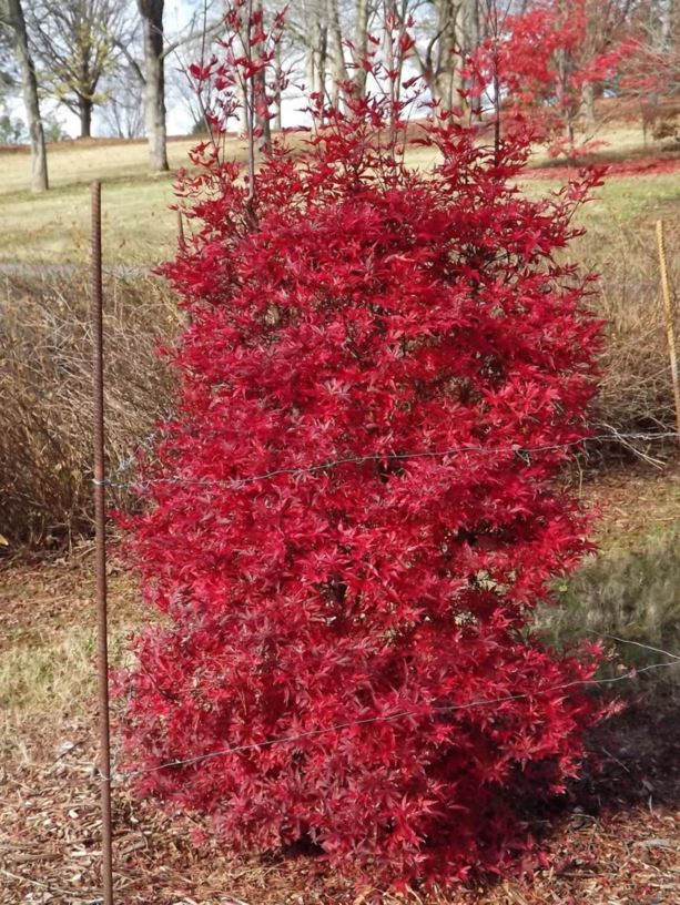 Acer palmatum Skeeters Broom