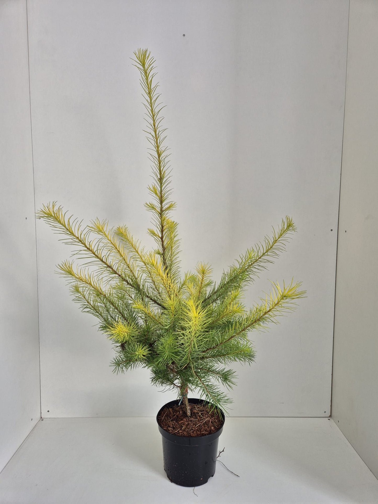 Larix kaempferi Magic Gold