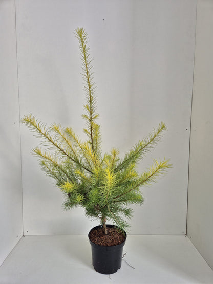 Larix kaempferi Magic Gold