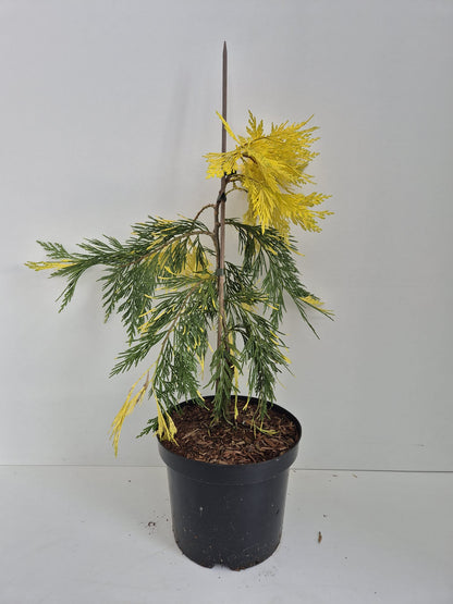 Calocedrus decurrens Maupin Glow