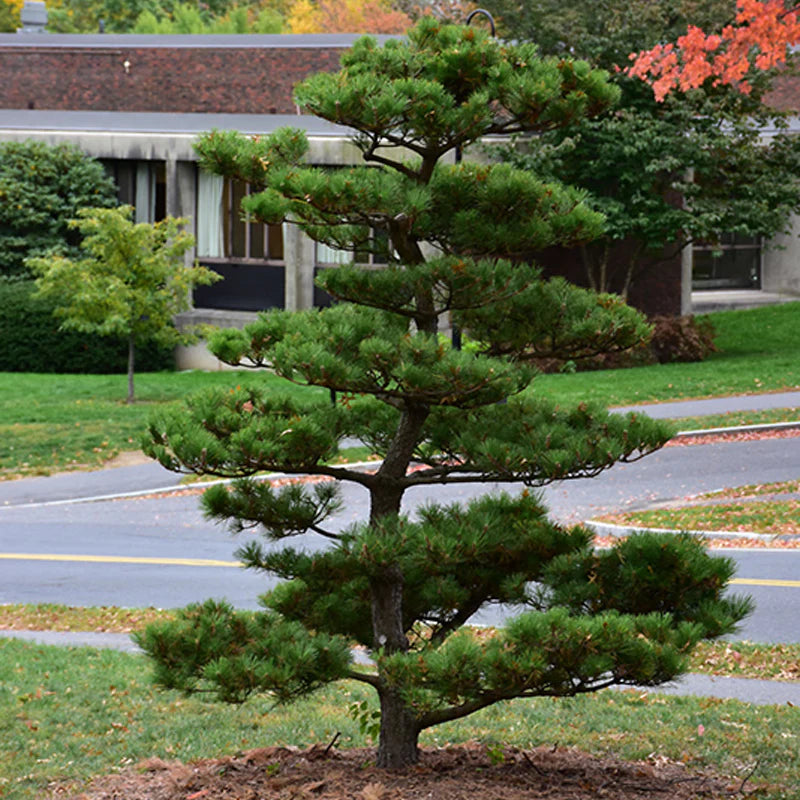 Pinus thunbergii (Japanese black pine)
