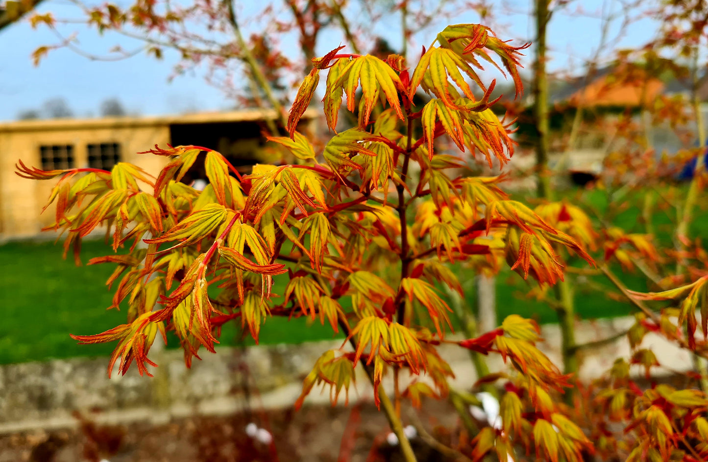 Acer palmatum Sode Nishiki