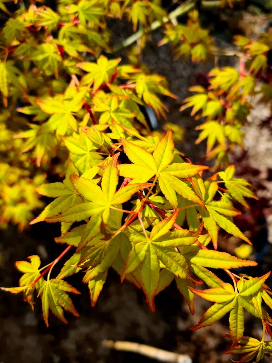 Acer palmatum Sode Nishiki