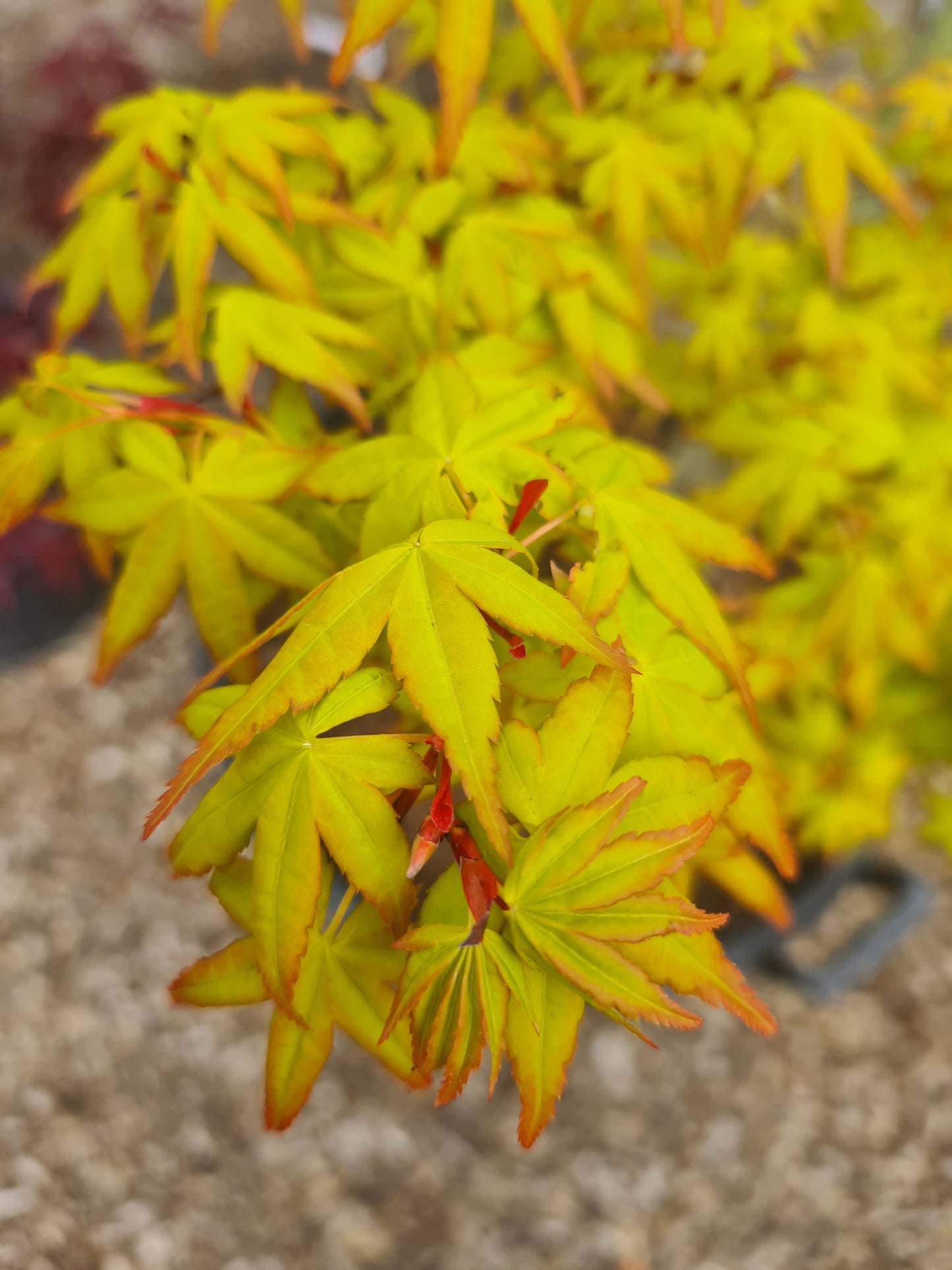 Acer palmatum Sode Nishiki