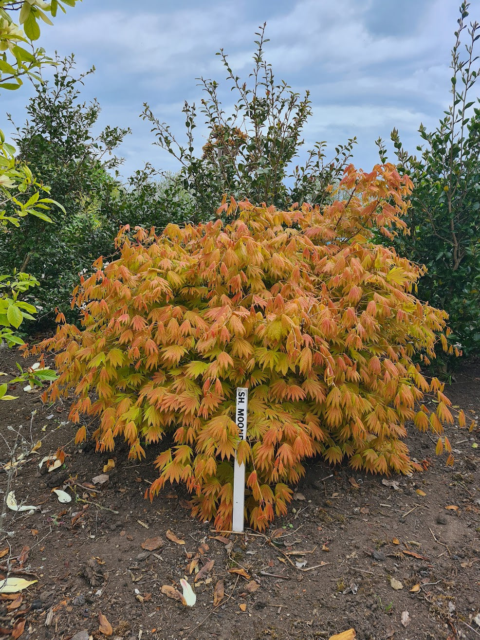 Acer shirasawanum 'Moonrise'®