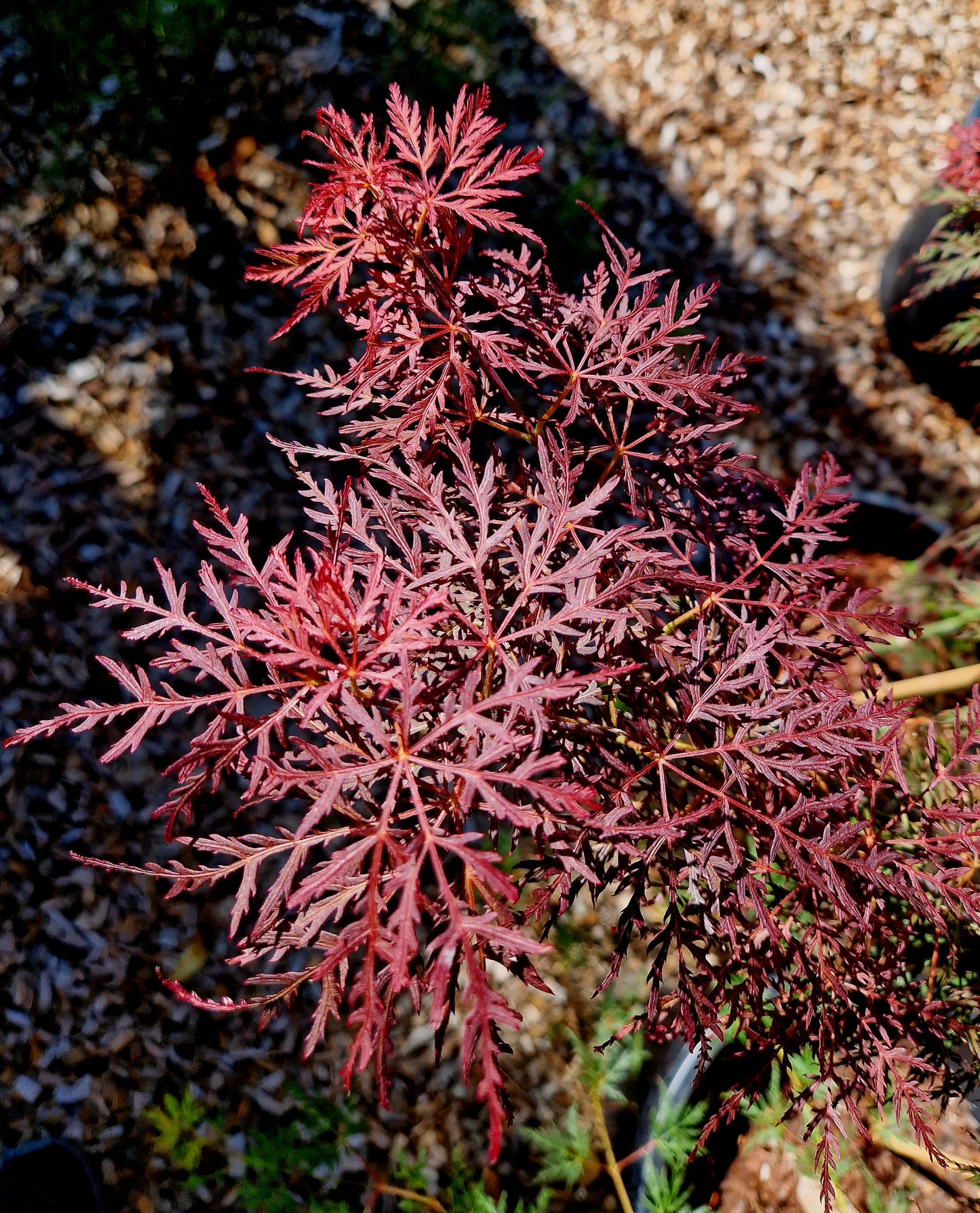 Acer palmatum Stella Rossa