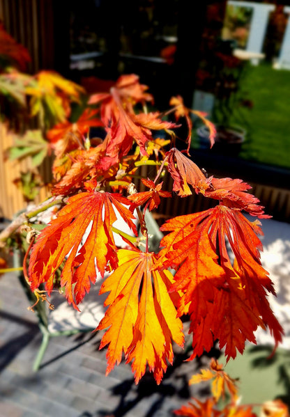 Acer japonicum Aconitifolium