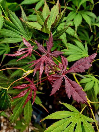 Acer palmatum Hyotei