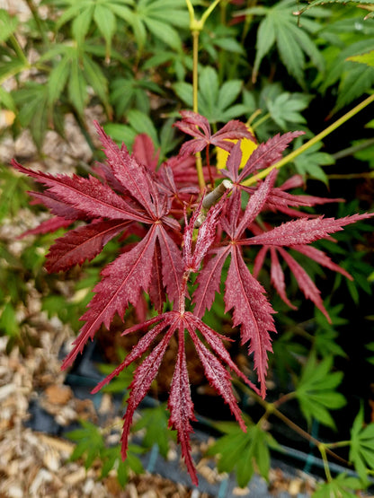 Acer palmatum Hyotei