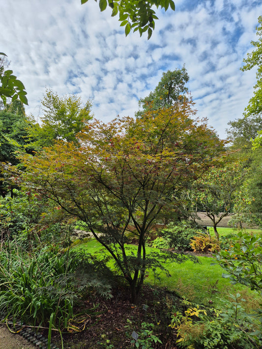 Acer palmatum Sumi Nagashi