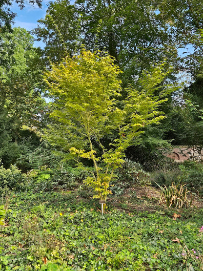 Acer palmatum Bi hoo