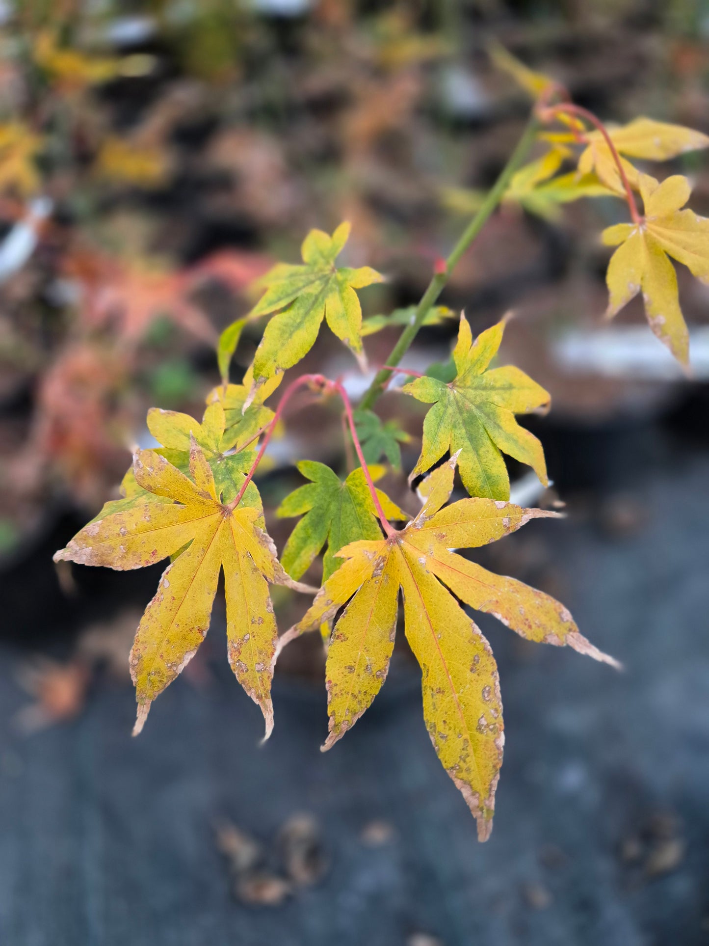 Acer palmatum Hondoshi