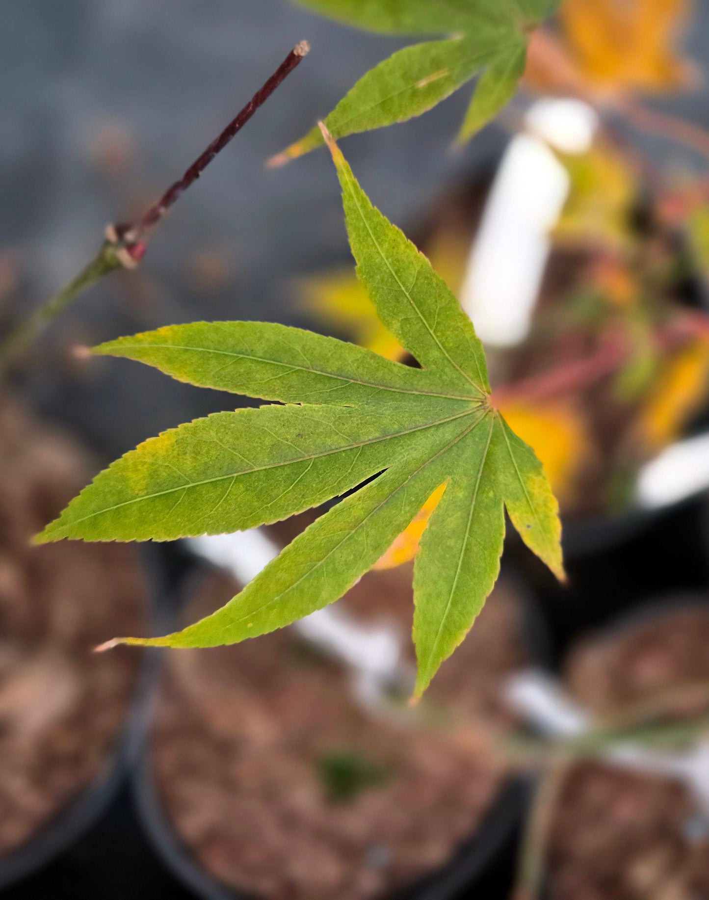 Acer palmatum Hondoshi