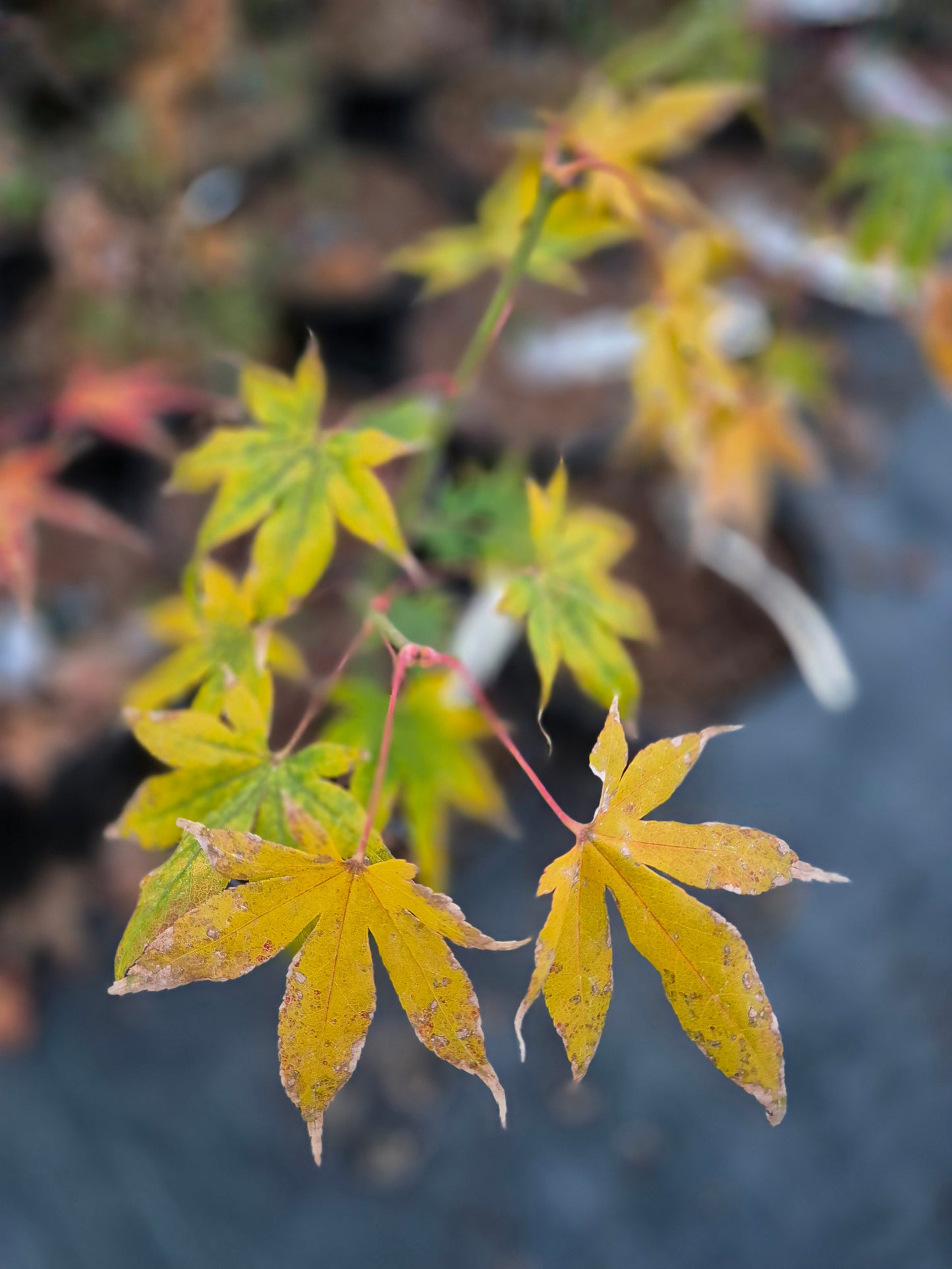 Acer palmatum Hondoshi